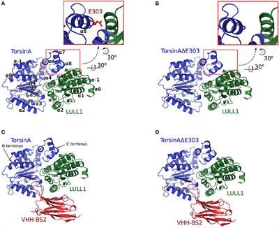 The Impairment of TorsinA's Binding to and Interactions With Its Activator: An Atomistic Molecular Dynamics Study of Primary Dystonia